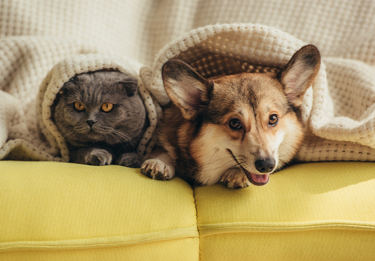 St. Joe Veterinary Hospital Educational Info